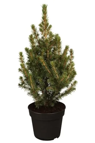 Picea glauca 'Conica' 30-40 cm – Winterhart, Immergrün, Pflegeleicht – Zuckerhutfichte – Konifere für Kübel & Beet