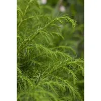 Cryptomeria Japonica Elegans Viridis – Japanische Sicheltanne 20–30 cm