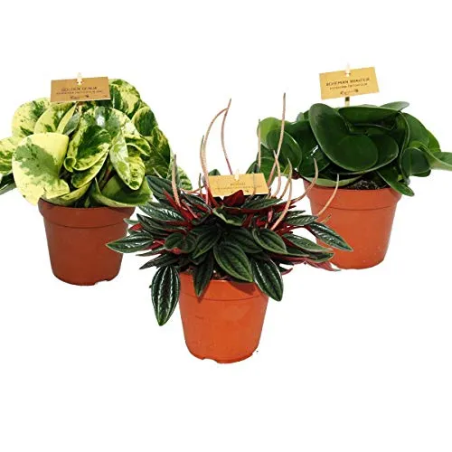 Exotenherz - Peperomia 3er Set - Set aus 3 Zwergpfeffer-Pflanzen, ideal für Indoor-Gärten. Mit einer Höhe von ca. 20 cm bringen sie tropisches Flair in Ihr Zuhause.