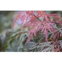 Acer palmatum 'Orangeola' - Japanischer Ahorn mit orange-roten Blättern - Blumen & Stauden: Der Japanische Ahorn beeindruckt mit gefiederten, orange-roten Blättern und eleganter, hängender Wuchsform. Ideal für Garten oder Kübel, winterhart bis -15 °C.