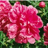 Pfingstrose Paeonia Lactiflora 'General Mac Mahon' im Topf - Imposante, rosarote Blüten der Pfingstrose 'General Mac Mahon' sorgen für einen Blickfang in jedem Garten. Diese robuste Staude erreicht 80–100 cm Höhe und ist ideal für Gruppenpflanzungen oder als Schnittblume.