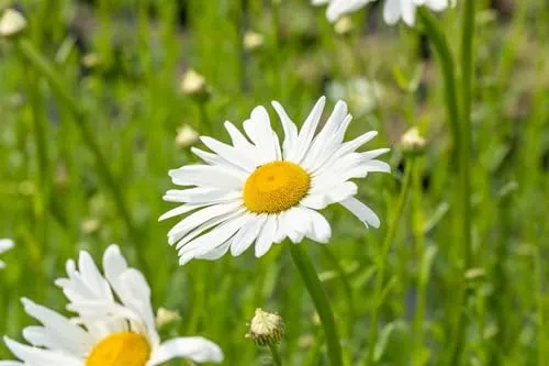 Leucanthemum vulgare 'Maikönigin' 9x9 cm Topf – Winterhart, Mehrjährig, Pflegeleicht – Wiesenmargerite – Staude für Beet & Naturgarten