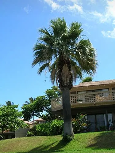 Palmen