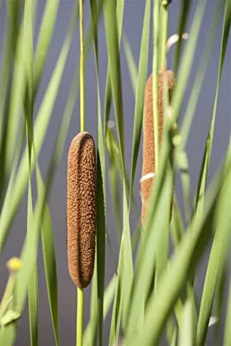 Typha latifolia 9x9 cm Topf – Winterhart, Mehrjährig, Pflegeleicht – Breitblättriger Rohrkolben – Wasserpflanze für Teichrand & Uferzone