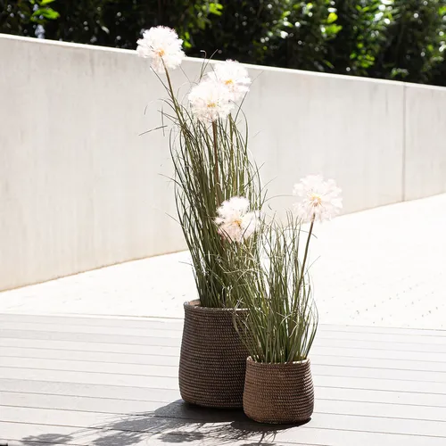 Kunstblumen Deko Kugelblume Allium Zierlauch künstlich 54cm - Sonstige - Täuschend echte Allium Kunstblumen, pflegeleicht und ideal für stilvolle Inneneinrichtungen, die das ganze Jahr über frische Akzente setzen.