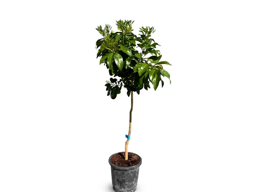 Sunny Tree - Grapefruit - Citrus Paradisi - Zitrusbaum - Obstbaum - 8 jahre alt - 150 zentimeter