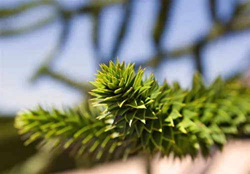 Araucaria araucana 25–30 cm – Immergrün, Winterhart, Mehrjährig – Chilenische Andentanne – Solitärbaum für Garten & Vorgarten