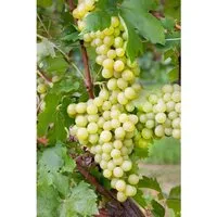 Vitis vinifera 'Unio', Weinrebe, 80–100 cm - Nutzpflanzen: Diese pflegeleichte Weinrebe produziert süße, saftige Trauben und ist ideal für Spaliere oder als Sichtschutz. Robust und winterhart, bringt sie auch dekoratives Laub.