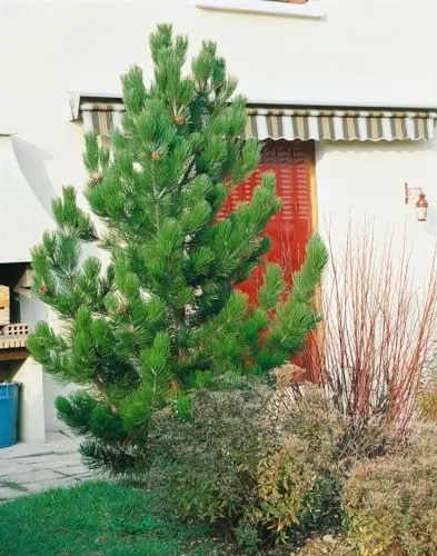Pinus ponderosa 60–80 cm – Winterhart, Immergrün, Pflegeleicht – Ponderosa-Kiefer – Solitärbaum für Garten & Park