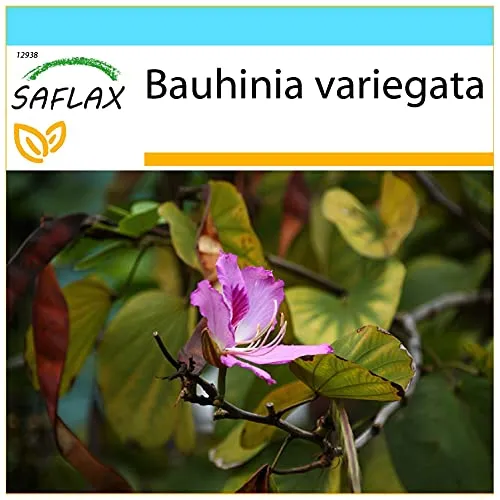 SAFLAX - Geschenk Set - Orchideen-Baum - 8 Samen - Mit Geschenk- / Versandbox, Versandaufkleber, Geschenkkarte und Anzuchtsubstrat - Bauhinia variegata