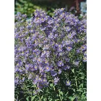 Aster Laevis Calliope Glattblattaster Ca. 11x11 cm Topf