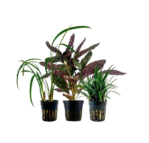 Aquaone Wasserpflanze Pflanzen Set mit 3 Terrarienpflanzen Nr.274