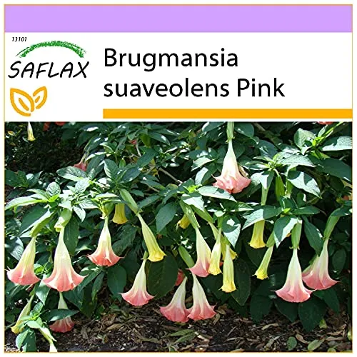 SAFLAX - Engelstrompete/Pink - 10 Samen - Brugmansia suaveolens Pink
