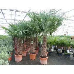 Stück 45L Trachycarpus Fortunei Palme, winterhart 200 - 250 cm - Palmen: 3 winterharte Trachycarpus Fortunei Palmen mit kräftigen Stämmen, ideal für Gärten und Terrassen, bis zu 250 cm hoch.