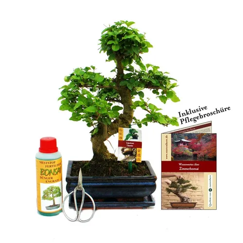Exotenherz Bonsai Chinesischer Liguster - Anfänger-Set mit Pflegebroschüre - Zimmerpflanze mit Giessanzeige, ca. 8 Jahre alt, ideal für Anfänger. Enthält Bonsai, Untersetzer, Dünger, Schere und Pflegebroschüre für optimale Pflege.