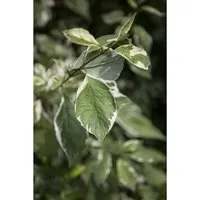 Cornus Alba Ivory Halo Hartriegel Grün-Weiß 60–100 cm
