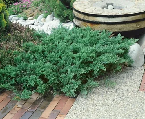 Juniperus sabina 'Tamariscifolia' 20–30 cm – Winterhart, Immergrün, Pflegeleicht – Sadebaum – Bodendecker für Steingarten & Böschung