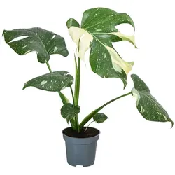 Dehner Fensterblatt Thai Constellation - Exotische Rarität mit Panaschierung - Entdecken Sie die Monstera deliciosa 'Thai Constellation', eine seltene Zimmerpflanze mit einzigartigen, panaschierten Blättern. Ideal für helle, absonnige Standorte und ein echter Hingucker in Ihrer Sammlung!