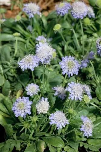 Scabiosa japonica var. alpina 9x9 cm Topf – Winterhart & Mehrjährig & Pflegeleicht – Japanische Skabiose – Staude für Steingarten & Beet