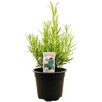 Rosmarinus Officinalis Rosmarin Aromatisch Ca. 11x11 cm Topf