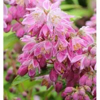 Rosendeutzie Strawberry Field 80-100cm - Deutzia hybrida