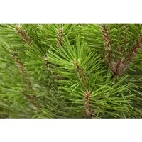 Pflanzen für Dich Konifere Pinus nigra Kleiner Turm – Säulenförmige Schwarzkiefer, immergrün - Ziergehölz mit kompakter, architektonischer Wirkung. Ideal als Solitär oder Heckenpflanze, pflegeleicht und perfekt für sonnige Standorte.