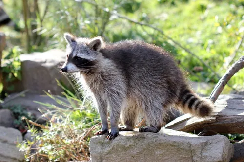 3D Magnet Waschbär für Kühlschrank Tafel Whiteboard Haftmagnet