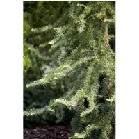 Pflanzen für Dich Konifere Larix kaempferi Diana - Ziergehölze – Die Japanische Lärche ‘Diana’ begeistert mit gedrehten Ästen und leuchtend goldgelber Herbstfärbung, ideal als Solitärgehölz oder in Kübeln für Terrasse und Garten.