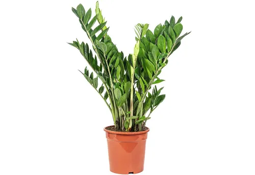 Flowerbox Glücksfeder - Zamioculcas zamiifolia, pflegeleicht, 90 cm hoch - Zimmerpflanze mit eleganten, glänzenden Blättern. Die Glücksfeder ist extrem pflegeleicht und ideal für jeden Raum. Sie filtert Schadstoffe und sorgt für ein gesundes Raumklima.