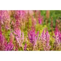 Astilbe Chinensis Var.taquetii Purpurlanze Prachtspiere Ca. 9x9 cm Topf