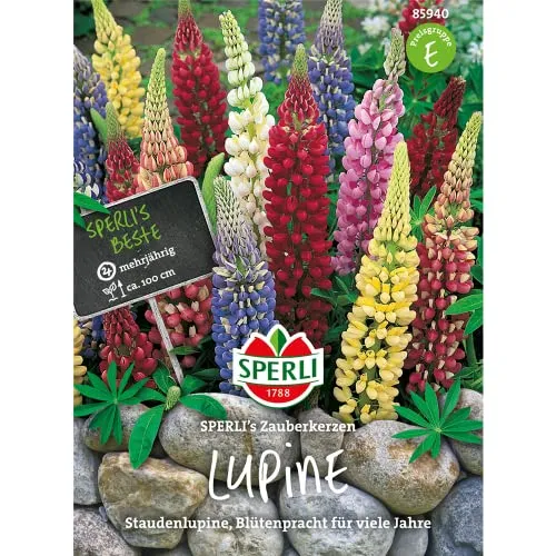 Lupine (Staudenlupine) SPERLI's Zauberkerzen