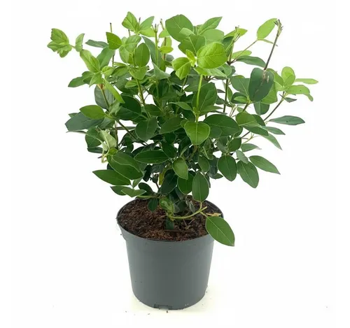 Viburnum tinus 'Eve Price', Lorbeer-Schneeball, immergrün, 30–40 cm