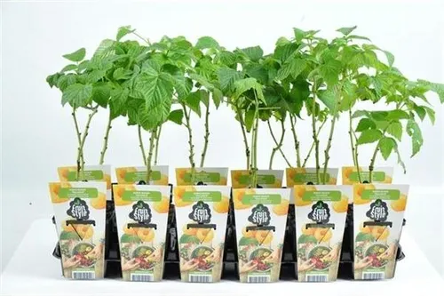 Rubus idaeus 'Fallgold' – Gelbe Himbeere, ca. 30 cm | Winterhart, süß & aromatisch | Herbsthimbeere für Garten & Balkon