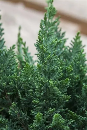 Chamaecyparis lawsoniana 'Little Spire' 20–25 cm – Immergrün, Winterhart, Mehrjährig – Lawson-Scheinzypresse – Kübelpflanze für Terrasse & Balkon