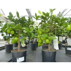 echte Caipi Limette Caipirinha Limettenbaum - Zitruspflanzen: Echter Limettenbaum Citrus Lime, ideal für frische Cocktails mit reifen Limetten und duftenden Blüten, perfekt für Garten oder Terrasse.