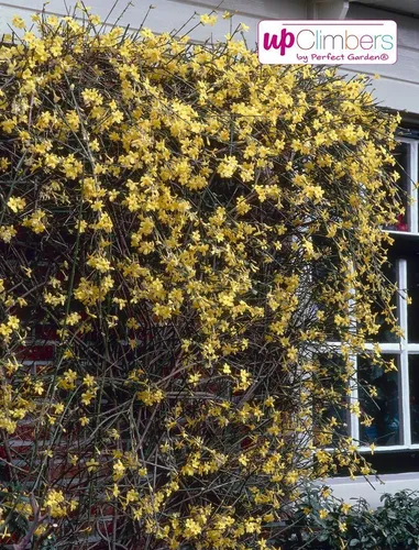 Winterjasmin Jasminum nudiflorum – Winterblüher mit gelben Blüten im Topf