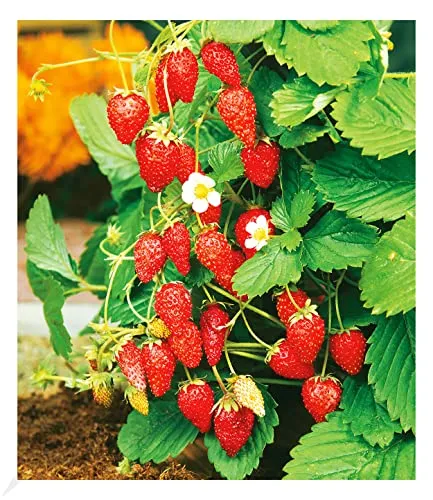 BALDUR Garten 1x Monatserdbeere, Pflanze im 12 cm-Topf, winterhart, blühend, Fragaria vesca, immertragende Sorte, sehr robust, nicht anfällig für Krankheiten und Schädlinge
