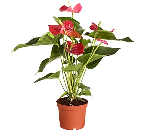 Dehner Große Flamingoblume - Anthurie, rot-farbene Blüten, ca. 50-60 cm, Ø Topf 17 cm, Zimmerpflanze