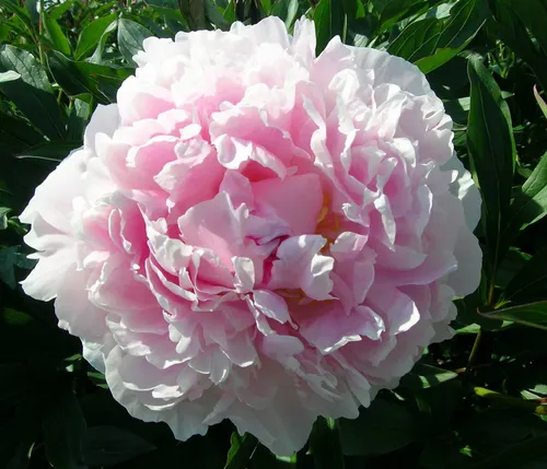 Dehner Edel-Pfingstrose, Paeonia lactiflora - Duftende rosa Blüten, winterhart - Liefergröße: 20-30 cm exkl. Pflanztopf, Topfvolumen: 2 l. Diese prachtvolle Staude begeistert durch ihre großen, duftenden Blüten und ist ideal für jeden Garten. Blütezeit: Mai bis Juni. Naturprodukte können variieren.
