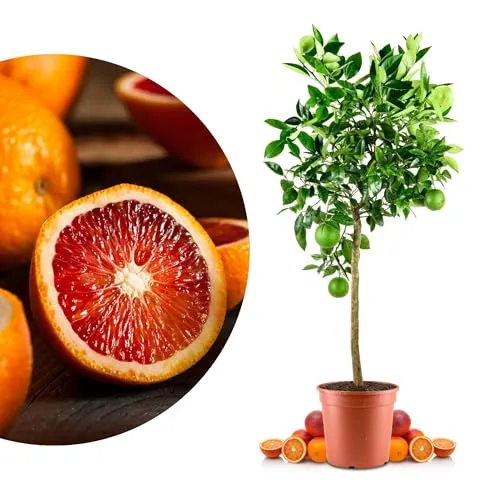 Blutorangenbaum Moro Grande in rot von Meine Orangerie