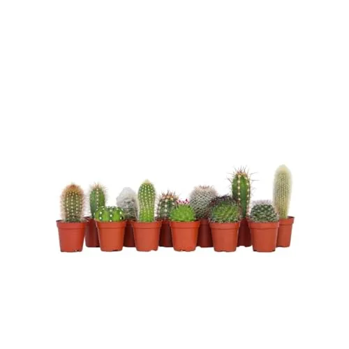 Plant in a Box - Mini Kakteen Mix - 12 Stück - Kakteen Set mit 6 verschiedenen Minikakteen, ideal für pflegeleichte Deko und exotischen Flair in Ihrem Zuhause. Lieferung in stabilen Töpfen (5,5 cm) mit einer Höhe von 5-10 cm.