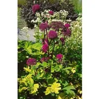 Angelica Gigas Ca. 11x11 cm Topf