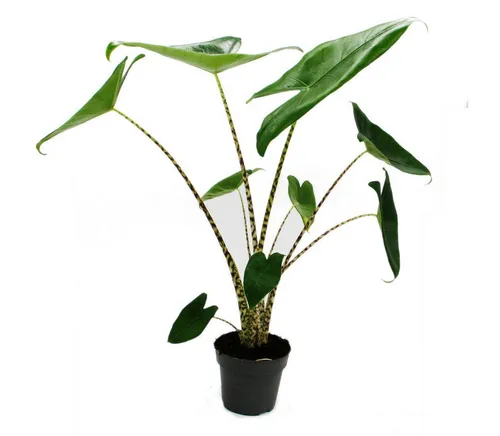 Exotenherz Zimmerpflanze Alocasia zebrina - Tiger-Pfeilblatt - 14cm Topf - 35-45cm hoch