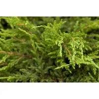Juniperus Communis Repanda Kriech-Wacholder 15–20 cm