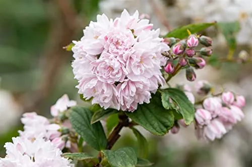 Deutzia hybrida 'Pink Pom-Pom' 40–60 cm – Winterhart, Mehrjährig, Pflegeleicht – Maiblumenstrauch – Blütenstrauch für Garten & Beet