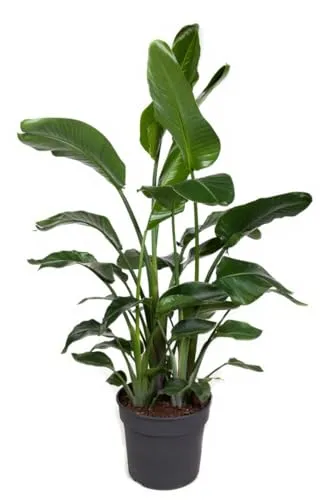Strelitzia nicolai Baumstrelitzie Zimmerpflanze 150 cm Höhe