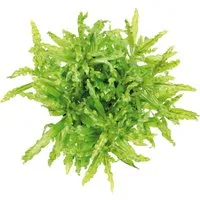 Produktbild Dennerle Plants Aquariumpflanze Pogostemon Helferi