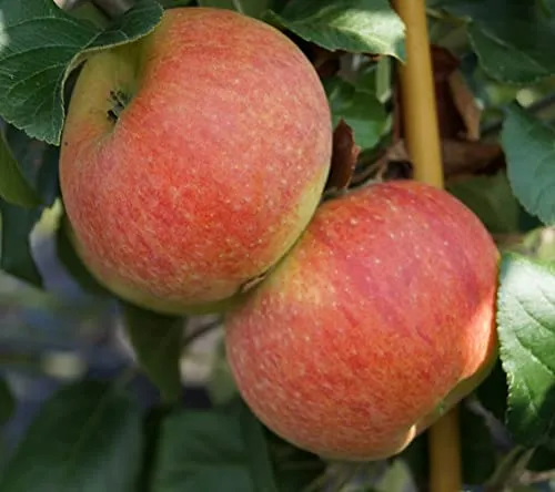 Alkmene, Apfelbaum, Buschbaum (kleinbleibend), 120-140cm im Topf