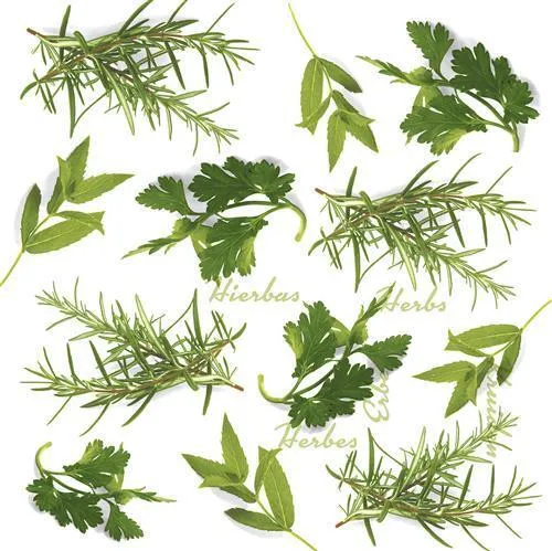 Servietten Herbs Grüne Kräuter Frühling Sommer Pflanzen Küche Deko 33x33cm 20