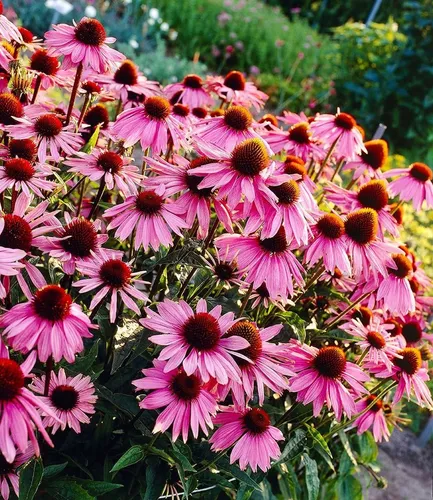 BALDUR Garten Staude Echinacea purpurea, 15 St., Bienenfreundliche Staude - Echinacea purpurea, auch bekannt als Purpur-Sonnenhut, bereichert Ihren Garten mit lebhaften Blüten und zieht nützliche Insekten an. Diese winterharte Staude ist pflegeleicht, ideal für Beete und Kübel und blüht von Juli bis September.
